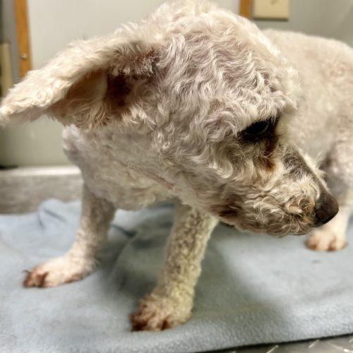 Evelyn 5756 D, a Adoptable mixed breed in Frankfort, KY image 2/6