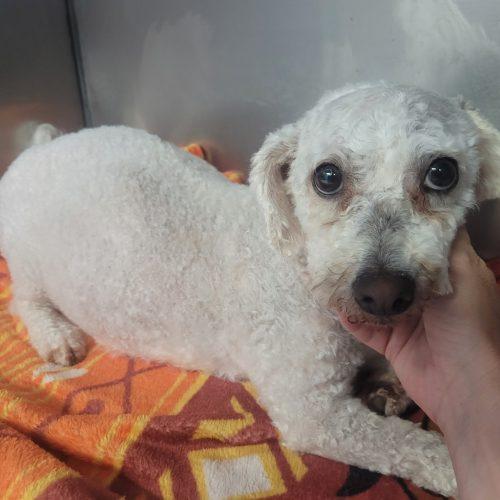 Evelyn 5756 D, a Adoptable mixed breed in Frankfort, KY image 3/6