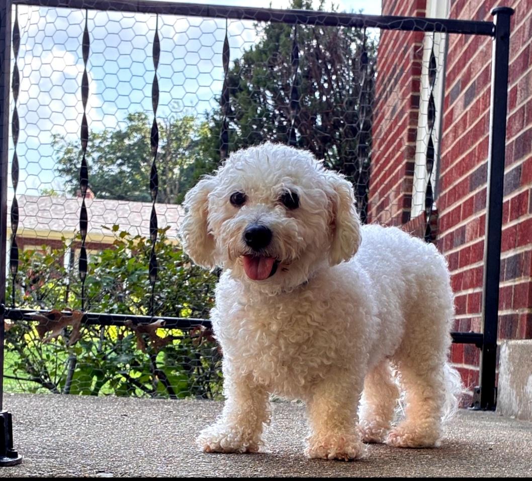 Evelyn 5756 D, a Adoptable mixed breed in Frankfort, KY image 4/6