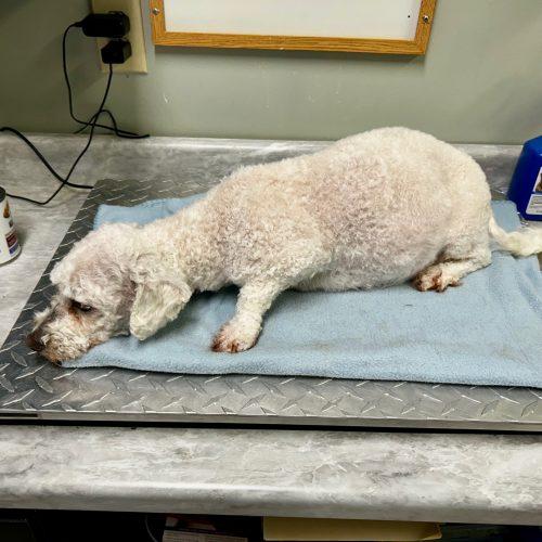 Evelyn 5756 D, a Adoptable mixed breed in Frankfort, KY image 5/6