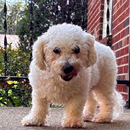 Evelyn 5756 D, a Adoptable mixed breed in Frankfort, KY image 6/6