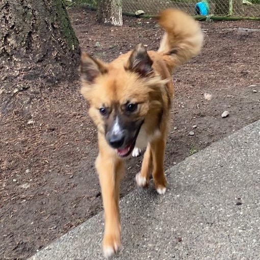 Enlarge Pixel, a ADOPTABLE mixed breed in Port Angeles, WA image 5/6