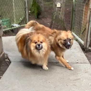 Enlarge Pixel, a ADOPTABLE mixed breed in Port Angeles, WA image 2/6