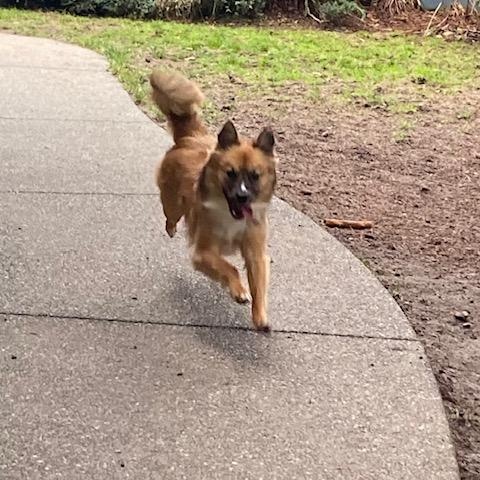 Enlarge Pixel, a ADOPTABLE mixed breed in Port Angeles, WA image 6/6