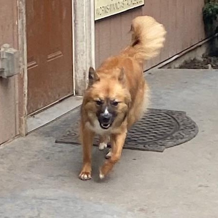 Enlarge Pixel, a ADOPTABLE mixed breed in Port Angeles, WA image 4/6