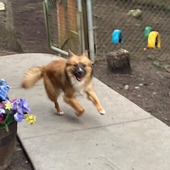 Enlarge Pixel, a ADOPTABLE mixed breed in Port Angeles, WA image 3/6