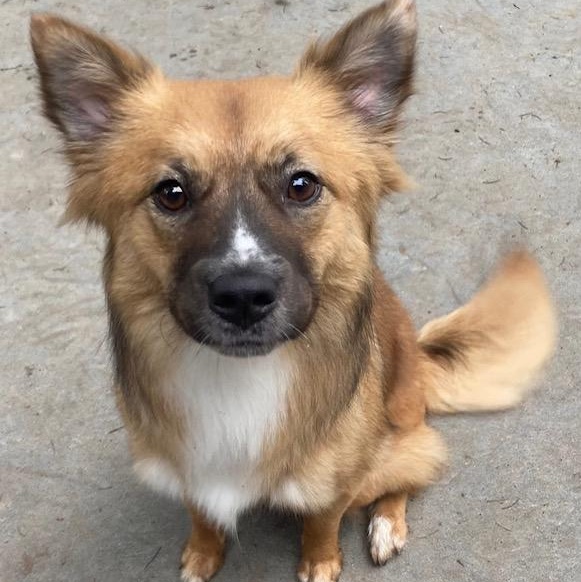 Enlarge Pixel, a ADOPTABLE mixed breed in Port Angeles, WA image 1/6