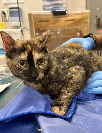 Booboo, Adoptable, Adult Female Domestic Short Hair & Domestic Short Hair.