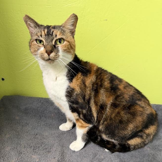 Enlarge Flame-2624shsfcalico, a Adoptable mixed breed in La Plata, MD image 1/3