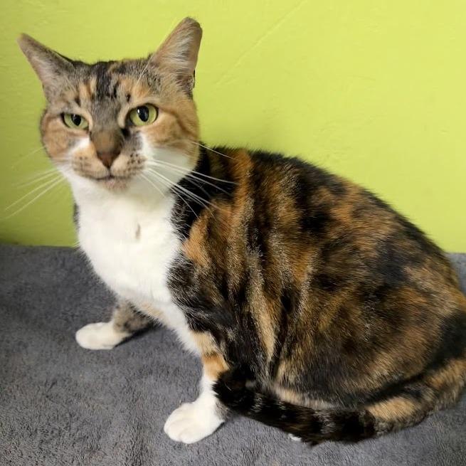 Enlarge Flame-2624shsfcalico, a Adoptable mixed breed in La Plata, MD image 2/3