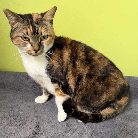 Enlarge Flame-2624shsfcalico, a Adoptable mixed breed in La Plata, MD image 3/3