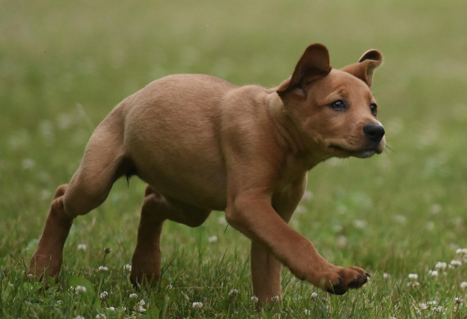 Nina, Adoptable, Puppy Female Labrador Retriever & Hound.