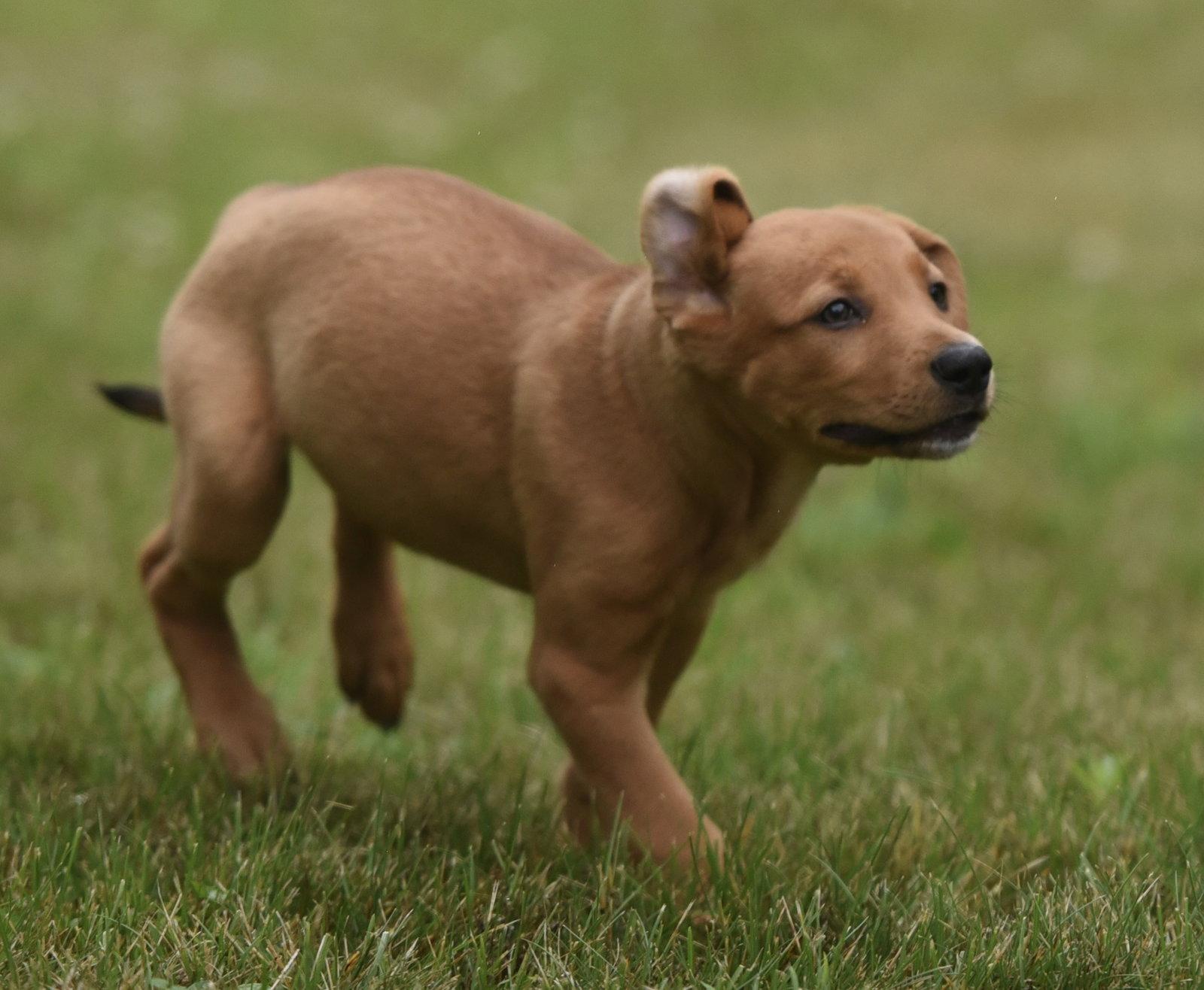 Enlarge Nina, a Adoptable mixed breed in Mechanicsburg, PA image 2/2