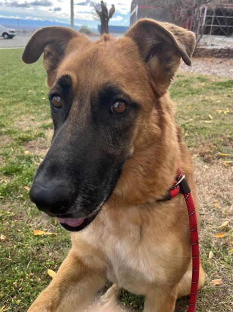 CHEVY, Adoptable, Adult Male German Shepherd Dog & Mixed Breed.