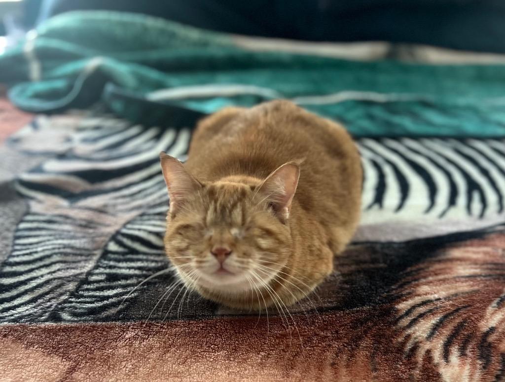 Alaska, Adoptable, Adult Female Tabby.