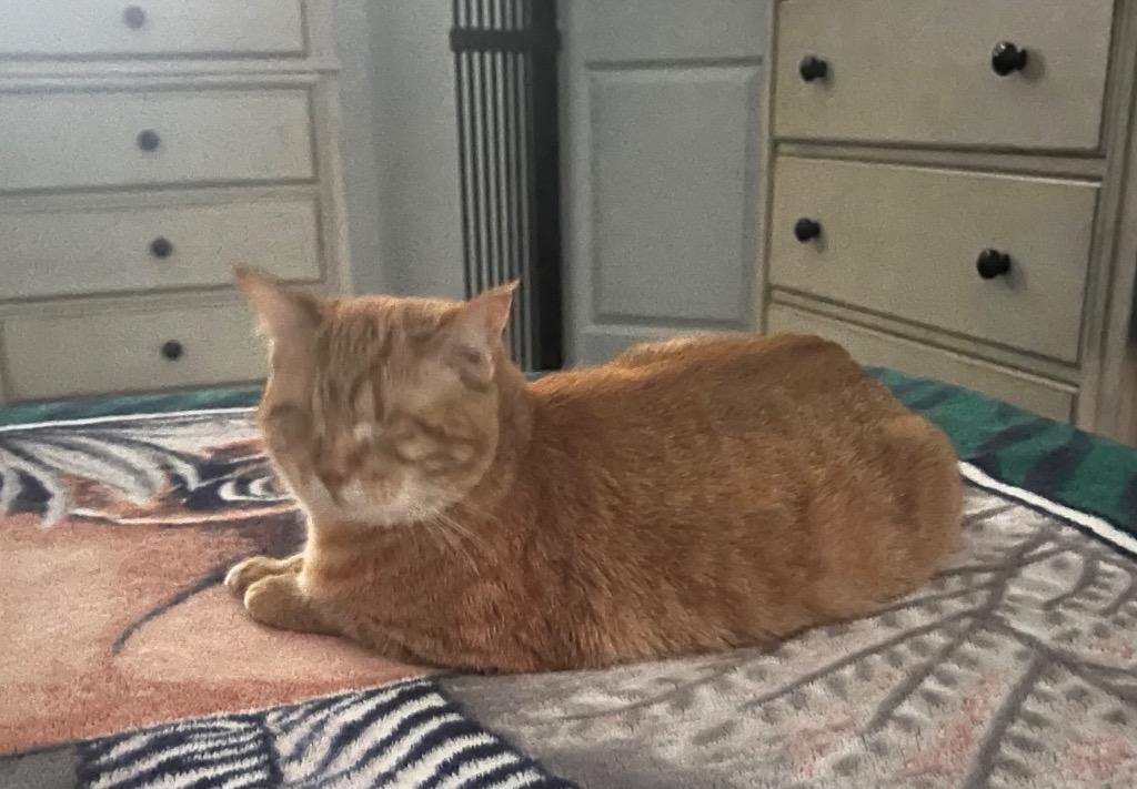 Alaska, a Adoptable Tabby in San Antonio, TX image 2/6