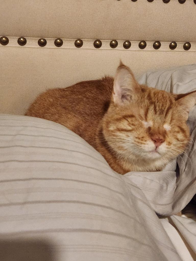 Alaska, a Adoptable Tabby in San Antonio, TX image 3/6