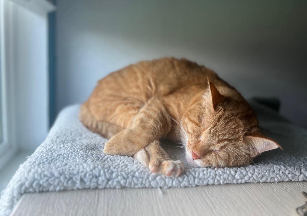 Alaska, a Adoptable Tabby in San Antonio, TX image 4/6