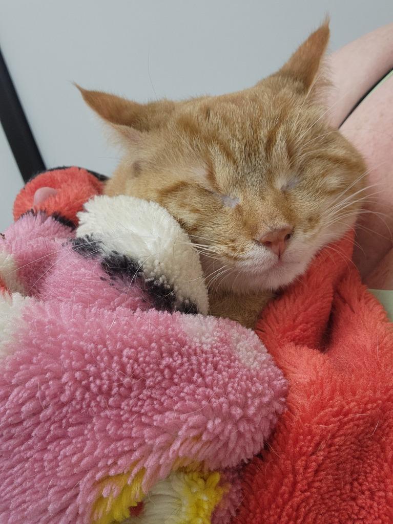 Alaska, a Adoptable Tabby in San Antonio, TX image 5/6