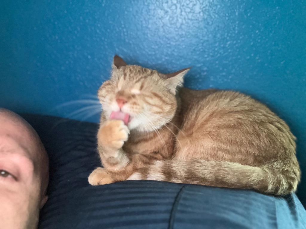 Alaska, a Adoptable Tabby in San Antonio, TX image 6/6