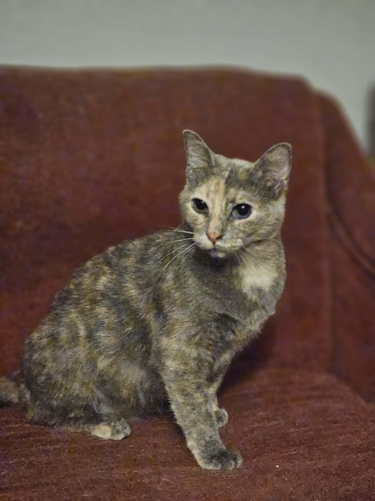 Enlarge Blossom , an adopted Domestic Short Hair in Mount Pleasant, TX image 2/3