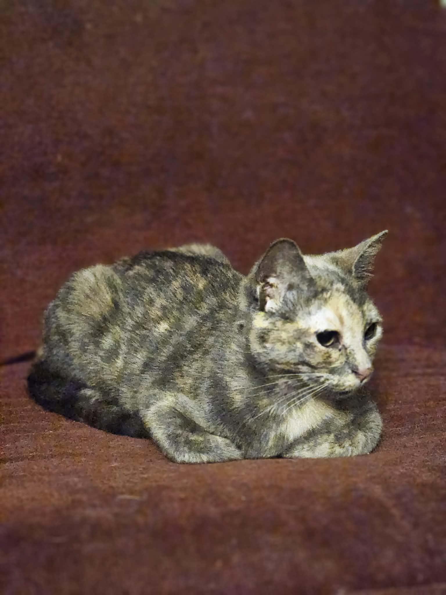 Enlarge Blossom , an adopted Domestic Short Hair in Mount Pleasant, TX image 3/3