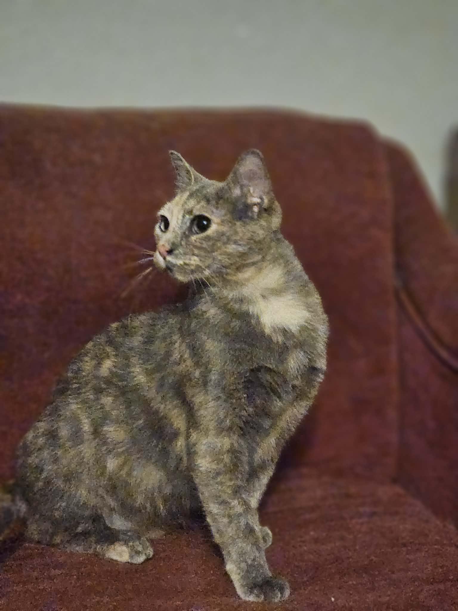 Enlarge Blossom , an adopted Domestic Short Hair in Mount Pleasant, TX image 1/3