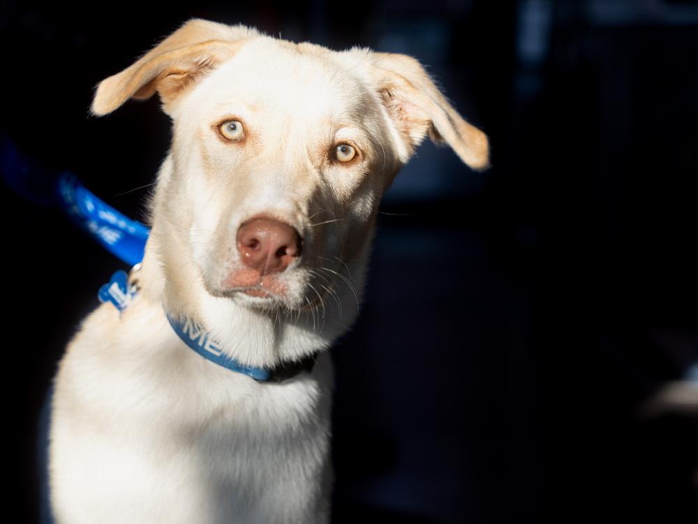 Sprout, Adoptable, Puppy Male Siberian Husky & Belgian Shepherd / Malinois.