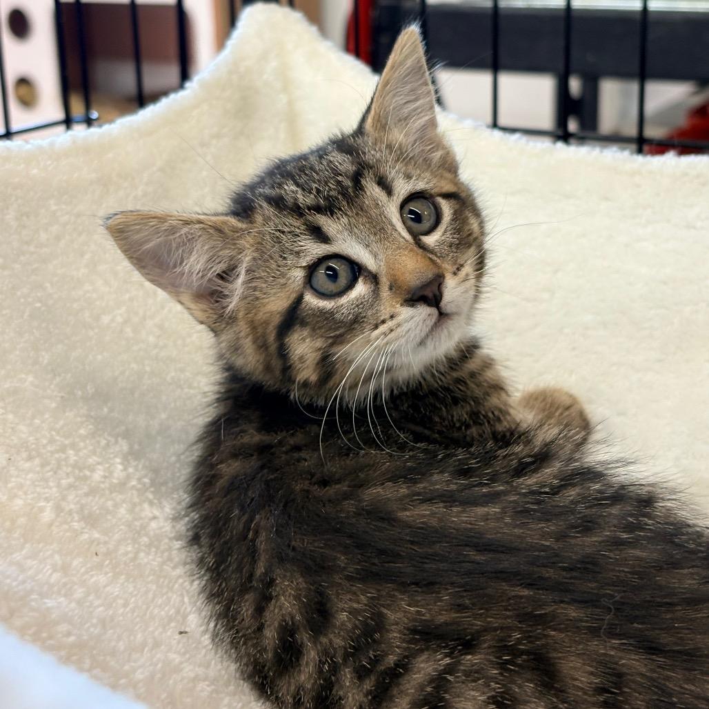 Smokey, adopted, Young Male Domestic Short Hair.