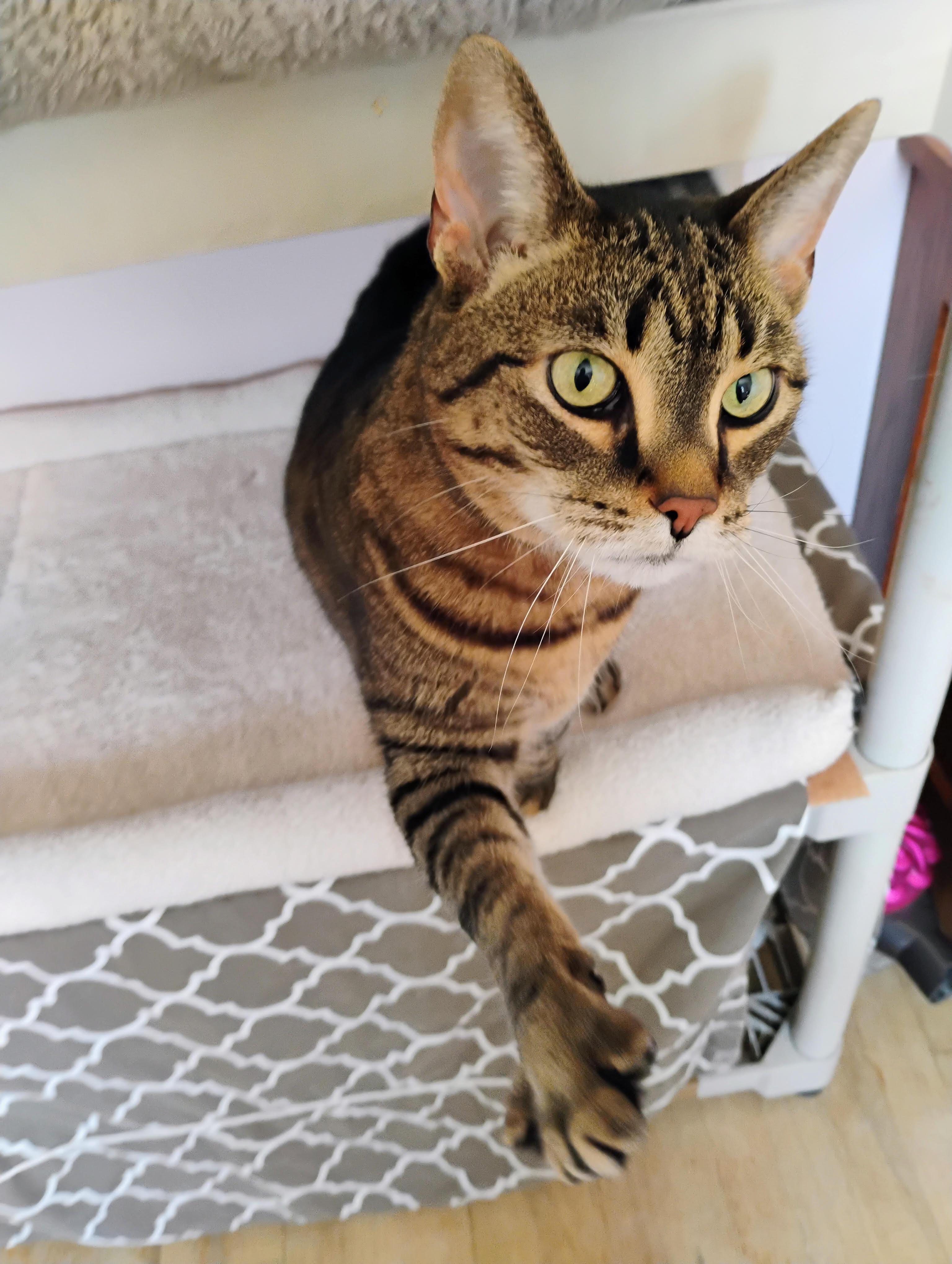 Enlarge Molly, a Adoptable Domestic Short Hair in Sterling Heights, MI image 2/2