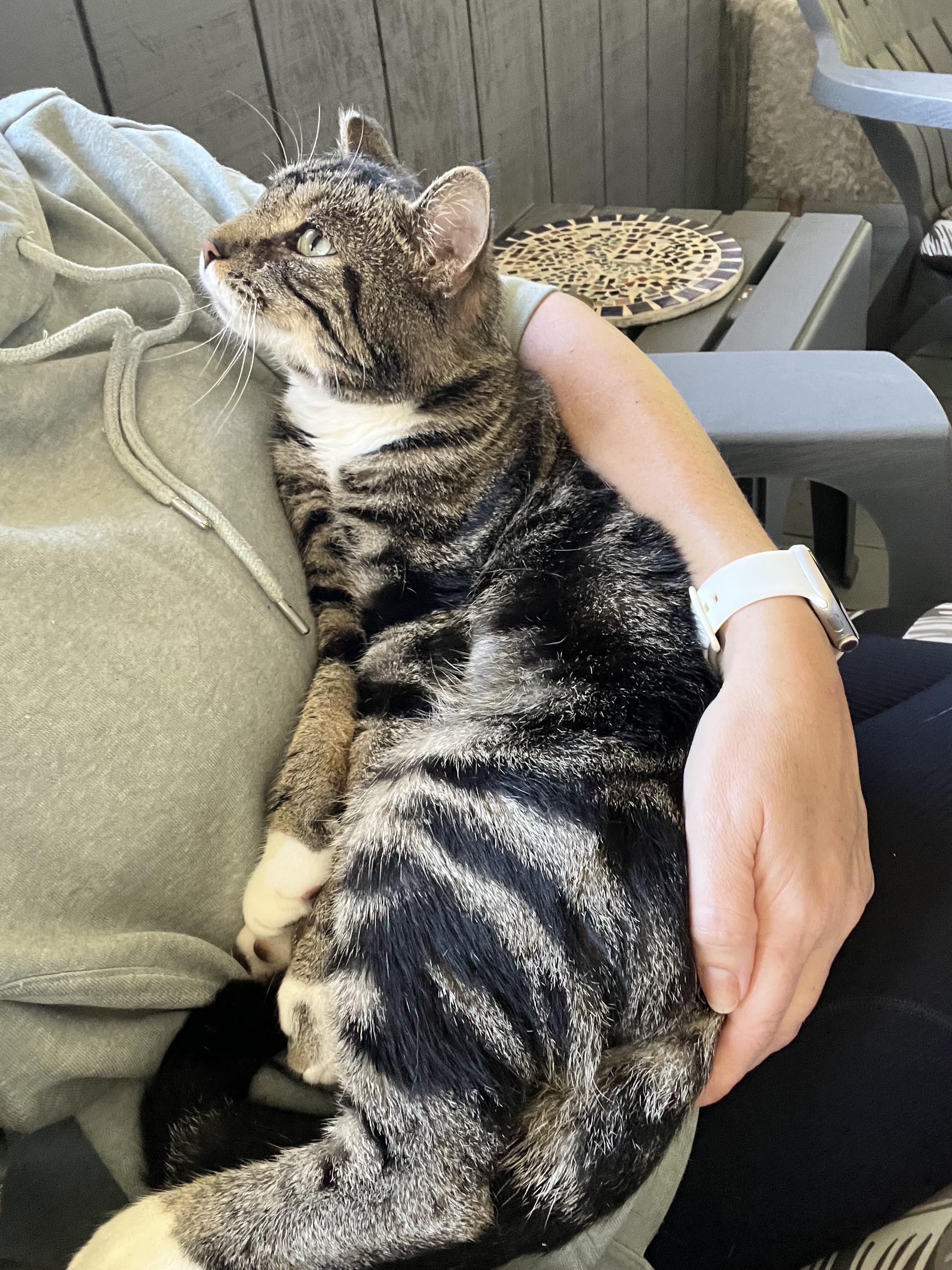 Enlarge Kitkat, a Adoptable Domestic Short Hair in Morganton, NC image 5/5