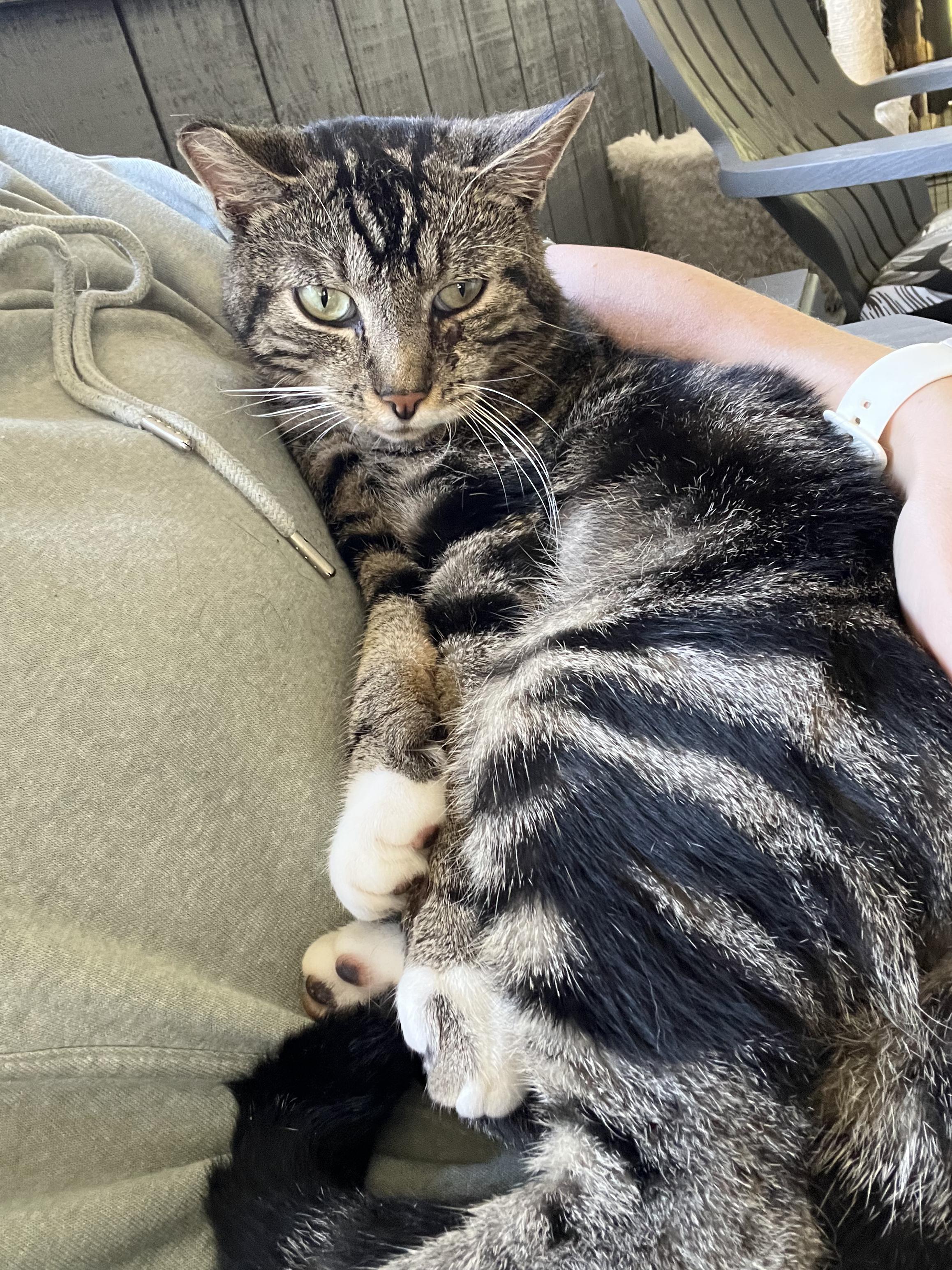 Enlarge Kitkat, a Adoptable Domestic Short Hair in Morganton, NC image 4/5