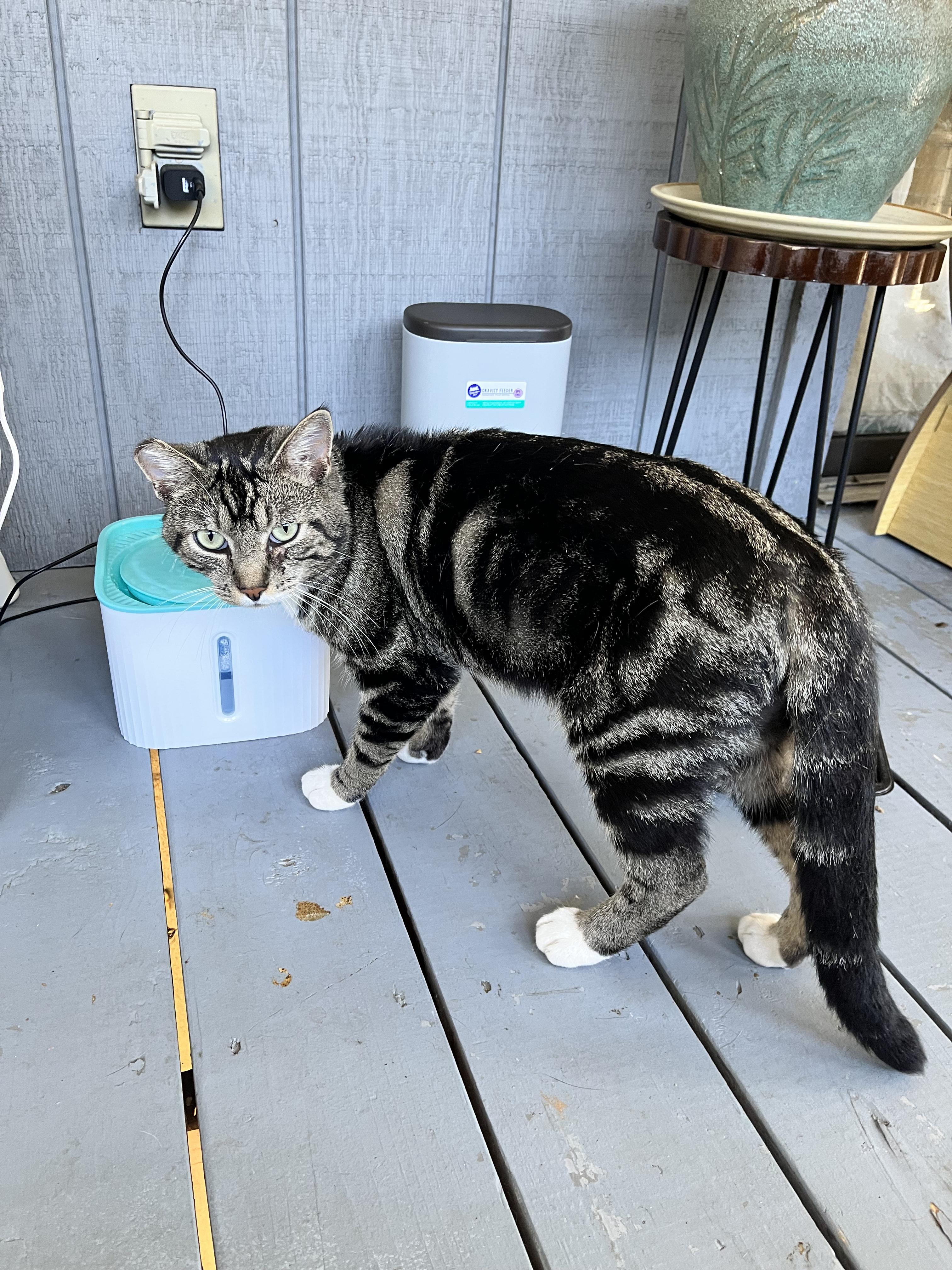 Enlarge Kitkat, a Adoptable Domestic Short Hair in Morganton, NC image 3/5