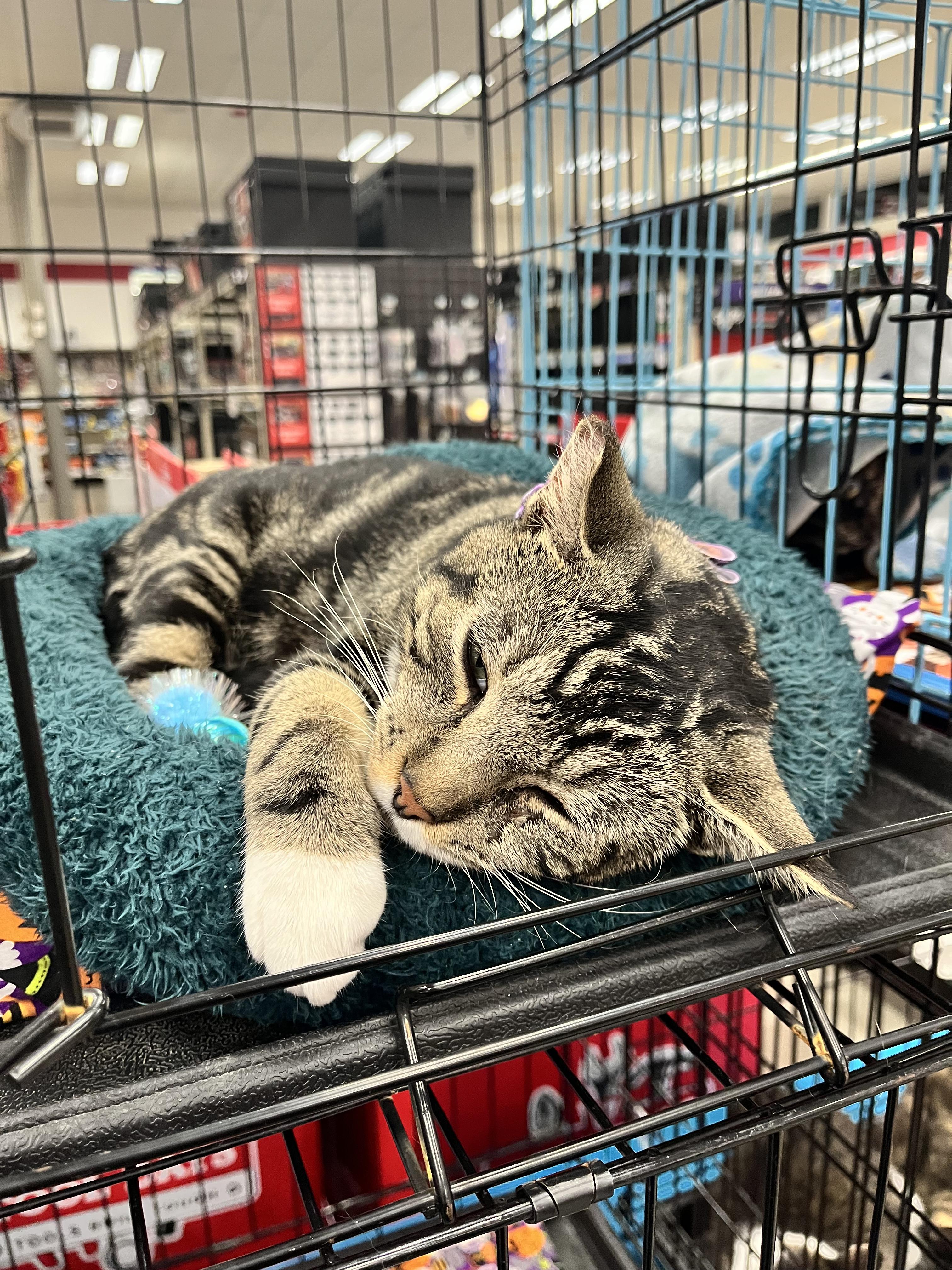 Enlarge Kitkat, a Adoptable Domestic Short Hair in Morganton, NC image 2/5