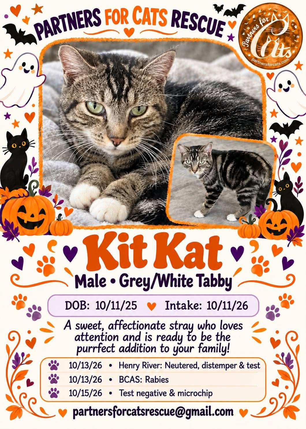 Kitkat, Adoptable, Adult Male Domestic Short Hair.