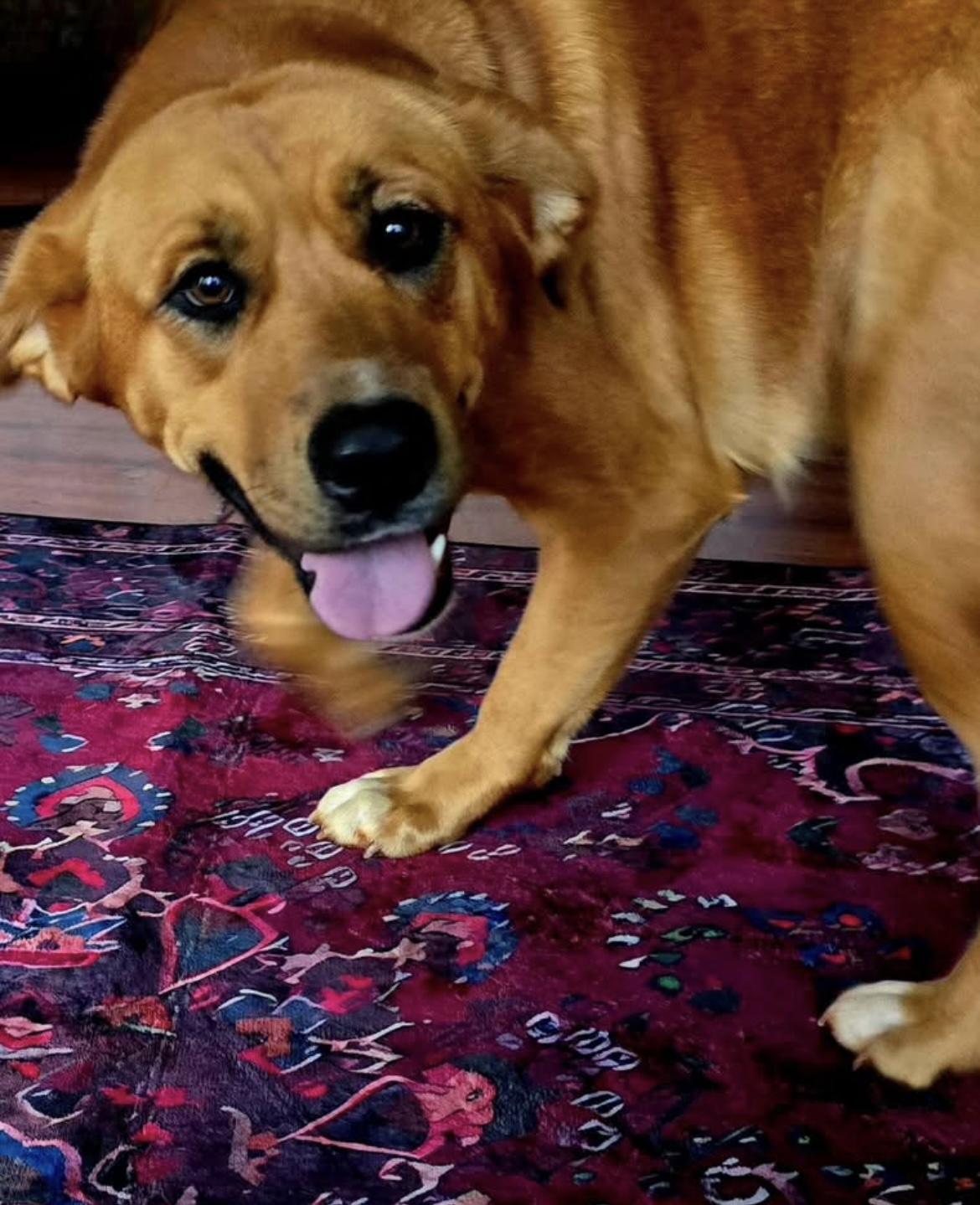 Enlarge Lucy 408, a Adoptable mixed breed in Winder, GA image 1/3