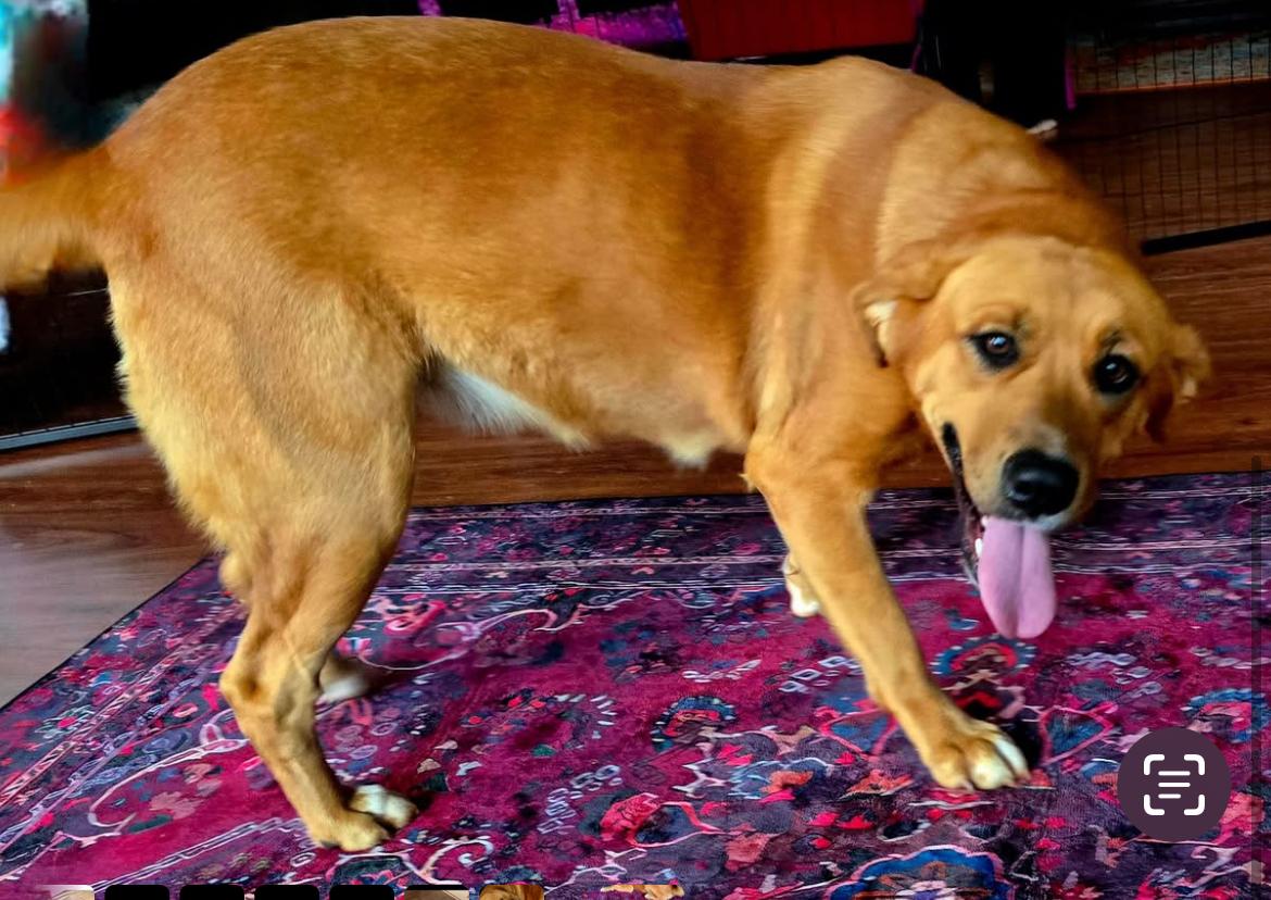 Enlarge Lucy 408, a Adoptable mixed breed in Winder, GA image 2/3