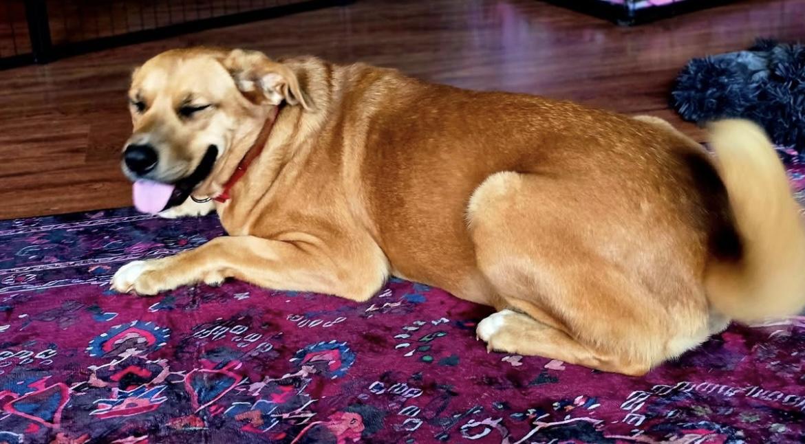 Enlarge Lucy 408, a Adoptable mixed breed in Winder, GA image 3/3