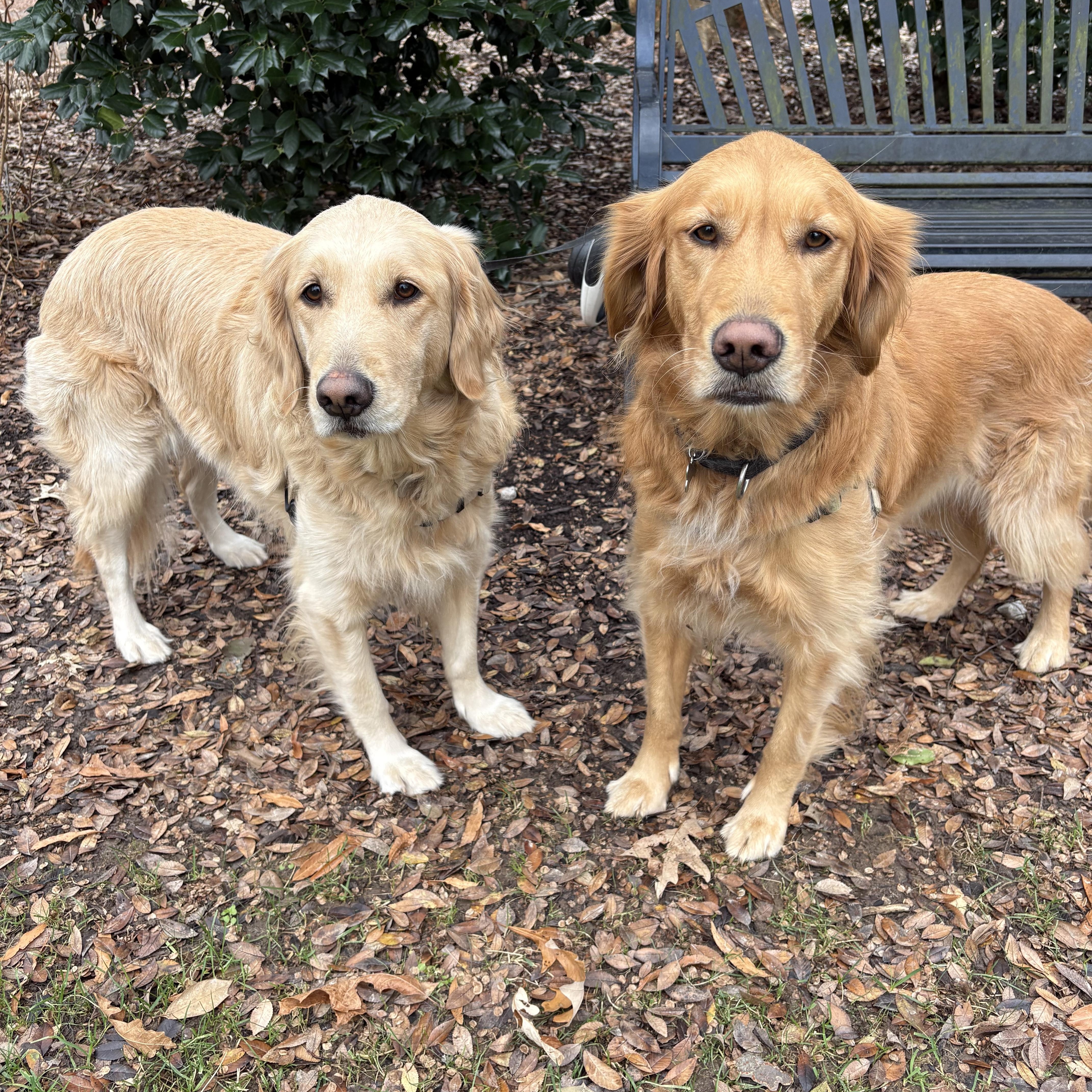 Enlarge Starling and Tabitha-BONDED LOVELIES, a ADOPTABLE Golden Retriever in Franklin, TN image 1/1