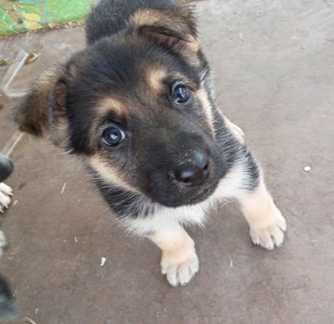 Hazel, adopted, Puppy Female German Shepherd Dog.