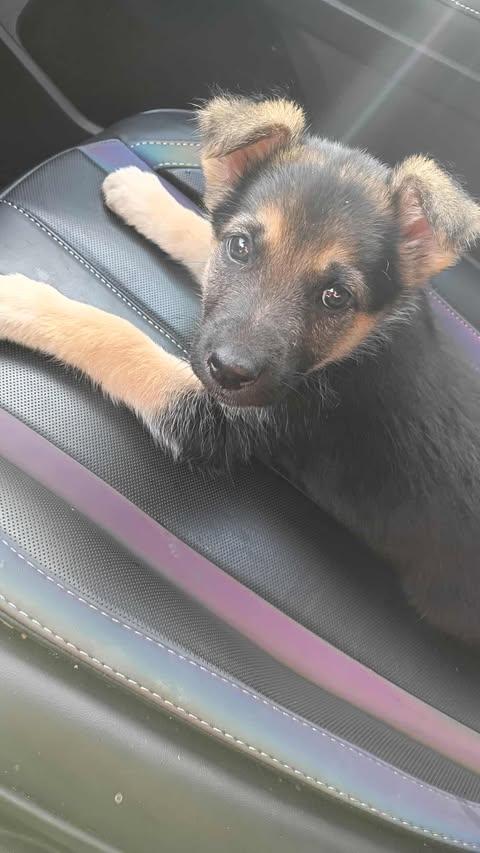 Enlarge Hazel, an adopted mixed breed in Wichita Falls, TX image 2/3