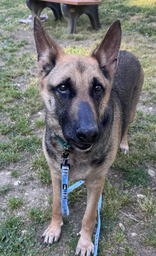 Suzie, Adoptable, Adult Female Mixed Breed.