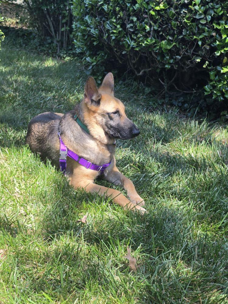 Enlarge Suzie, a Adoptable Mixed Breed in Alexandria, VA image 2/6