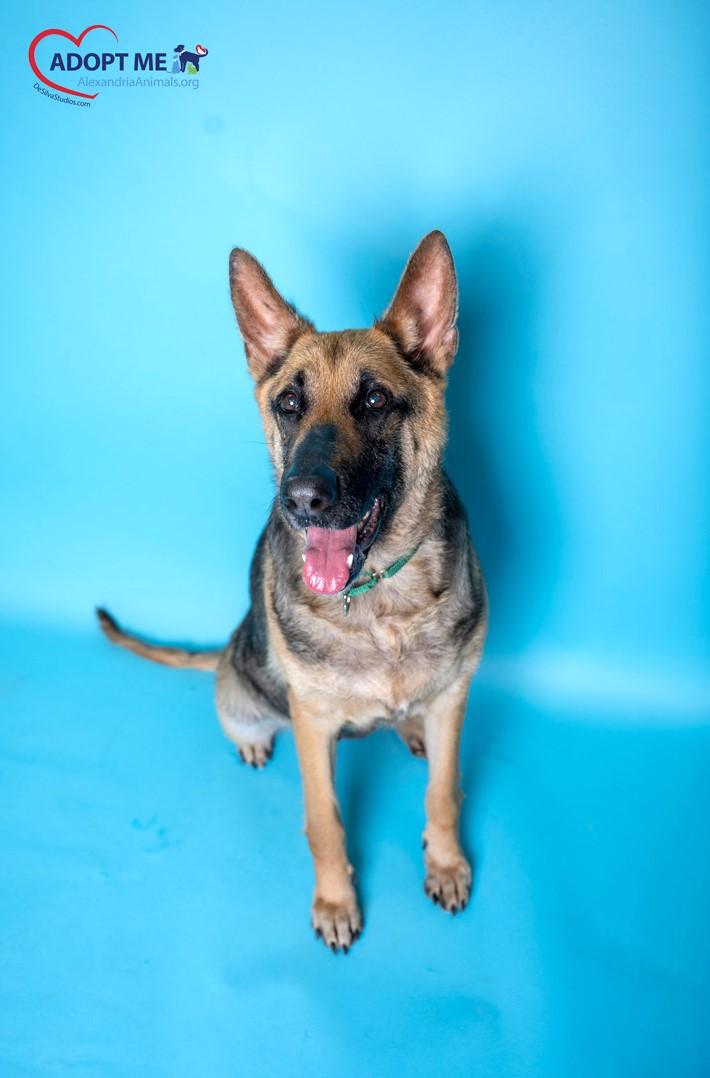 Enlarge Suzie, a Adoptable Mixed Breed in Alexandria, VA image 3/6