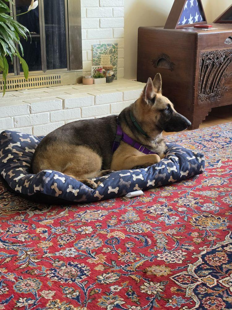 Enlarge Suzie, a Adoptable Mixed Breed in Alexandria, VA image 4/6