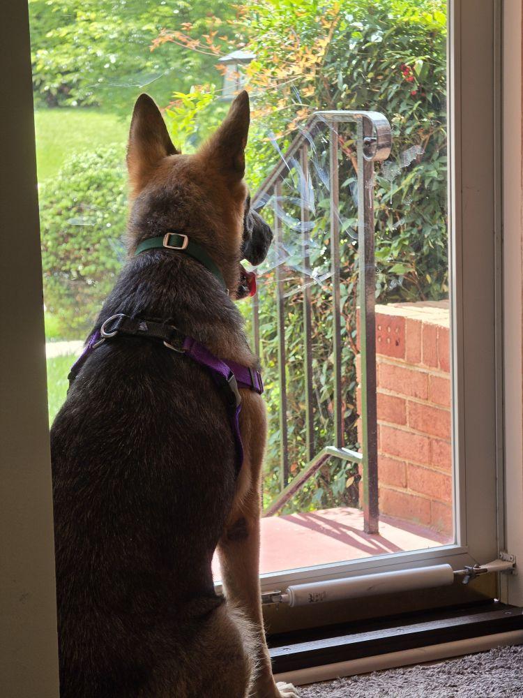 Enlarge Suzie, a Adoptable Mixed Breed in Alexandria, VA image 5/6