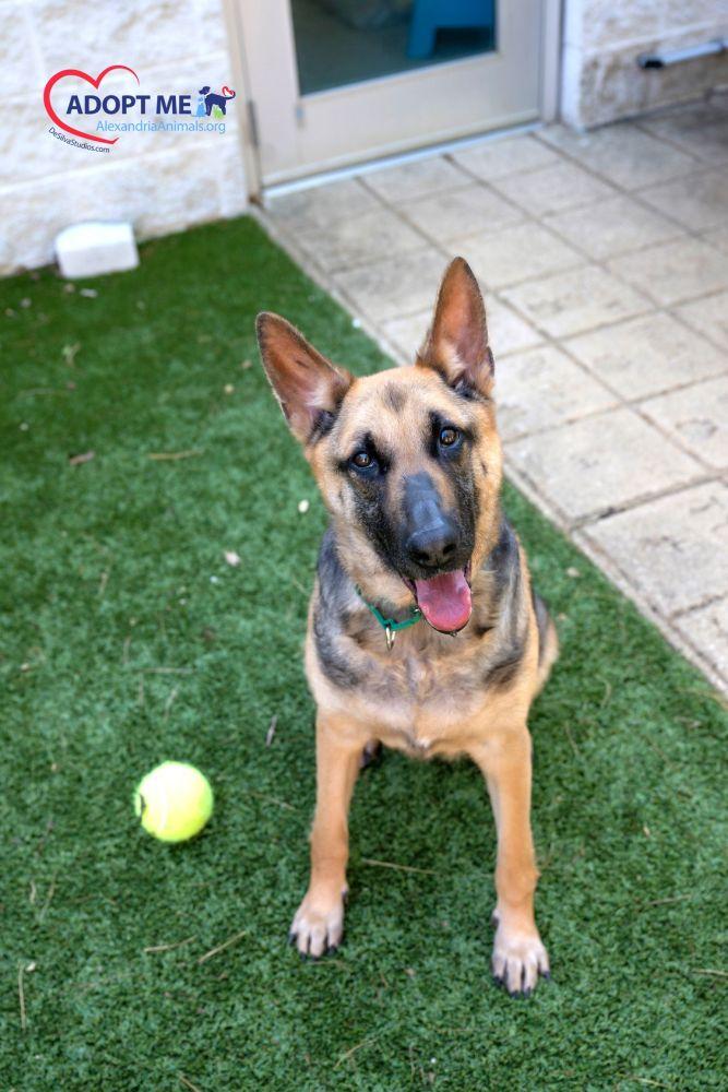 Enlarge Suzie, a Adoptable Mixed Breed in Alexandria, VA image 6/6
