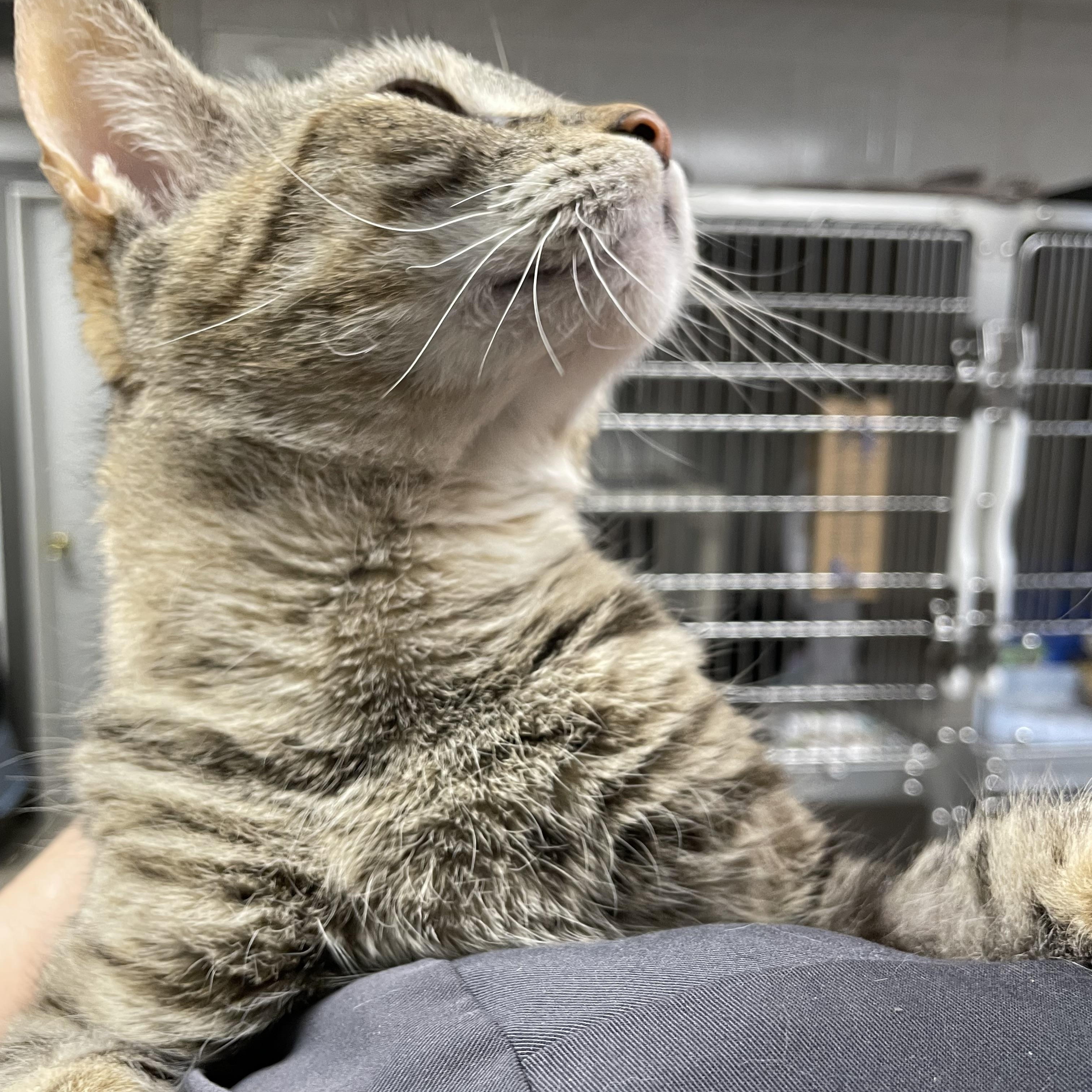 Enlarge Maye, an adopted Tabby in North Kingstown, RI image 3/4