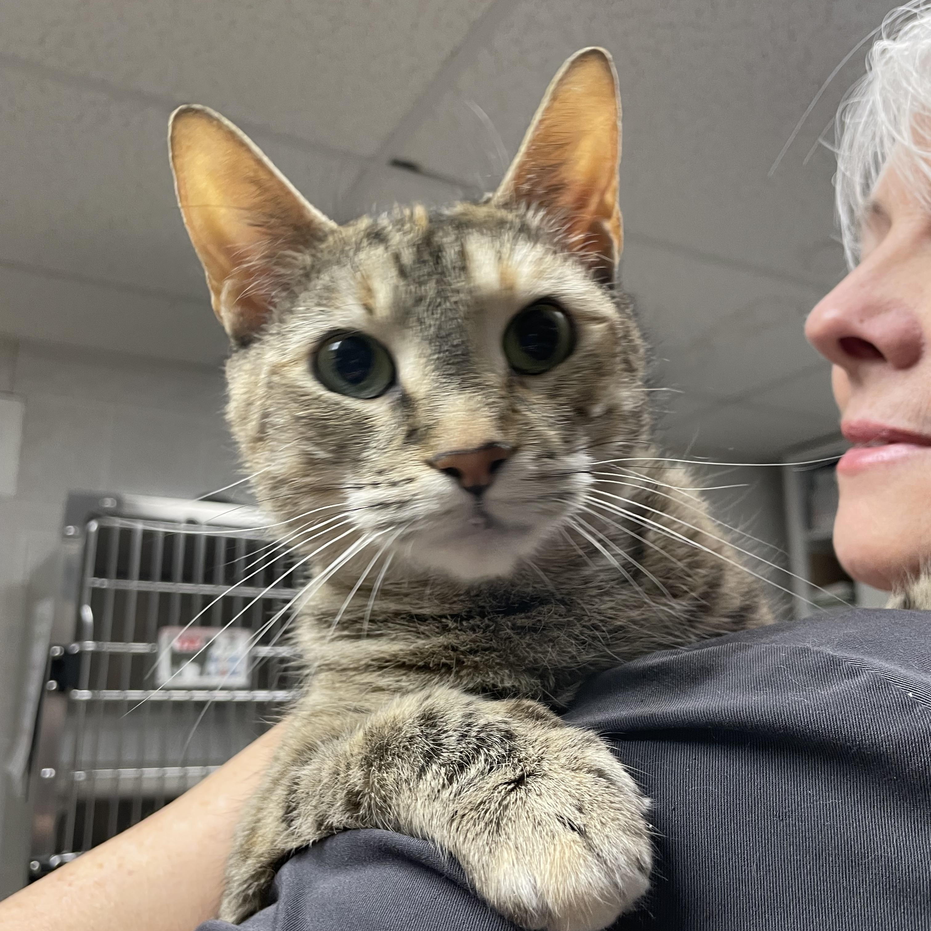 Enlarge Maye, an adopted Tabby in North Kingstown, RI image 2/4