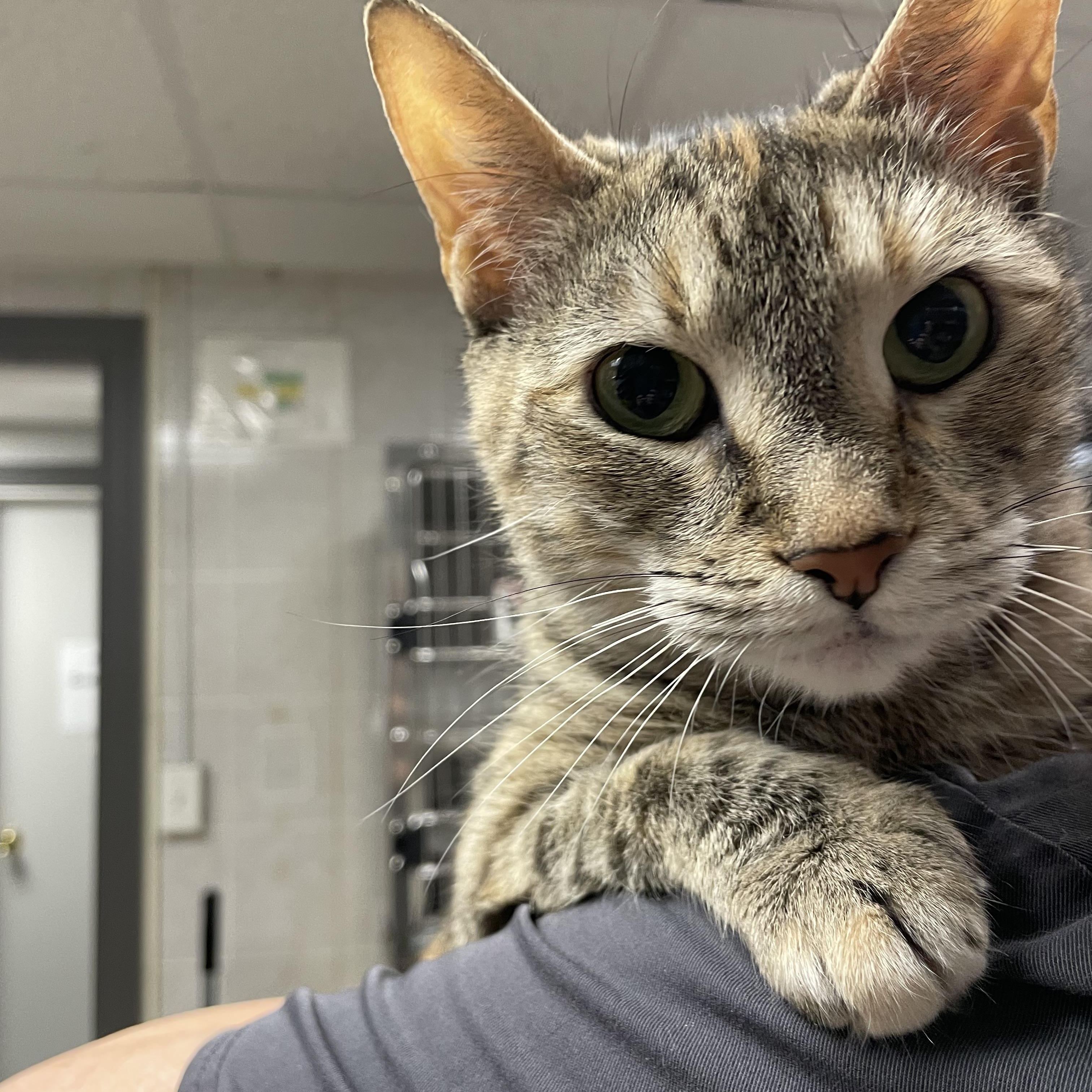 Enlarge Maye, an adopted Tabby in North Kingstown, RI image 1/4